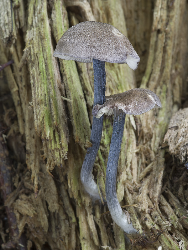 Entoloma tjallingiorum